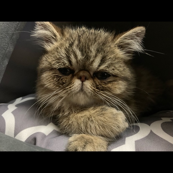 Meet your Posher, Jay - Picture 1 of 1